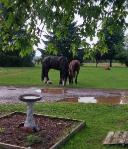 TK D & Pepsi grazing yard