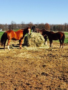 Cody and friends view