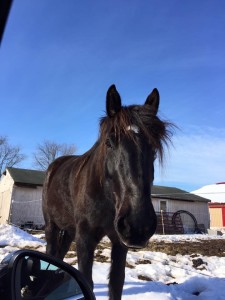 Gallant by the car